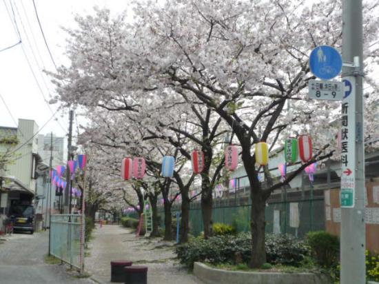 higashi  sakura.jpg